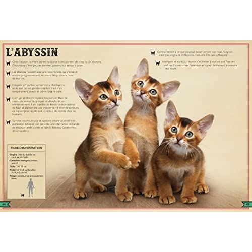 Le Livre extraordinaire des chats pour enfants de 6 à 10 ans, un cadeau rempli d'informations captivantes