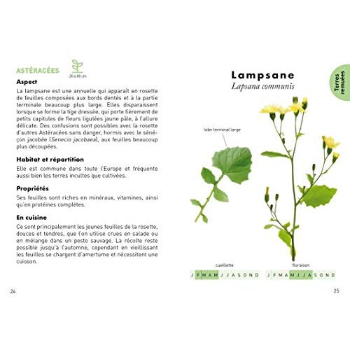 Guide des plantes sauvages comestibles par Morgane Peyrot pour amateurs de botanique et cuisine durable.