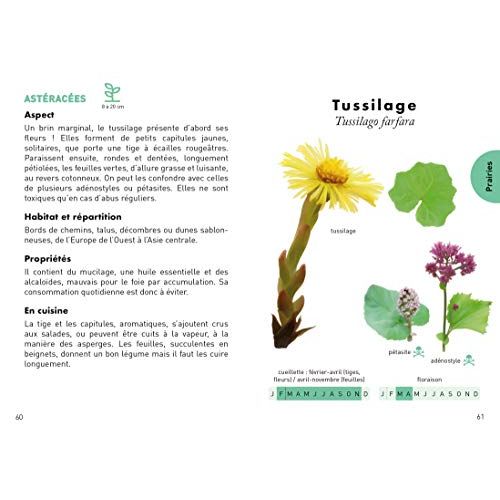 Guide des plantes sauvages comestibles par Morgane Peyrot pour amateurs de botanique et cuisine durable.