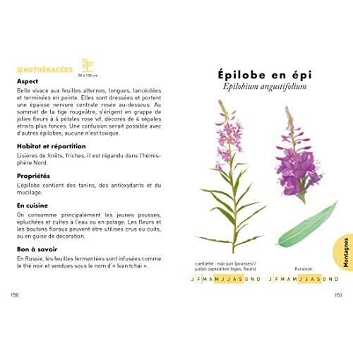 Guide des plantes sauvages comestibles par Morgane Peyrot pour amateurs de botanique et cuisine durable.