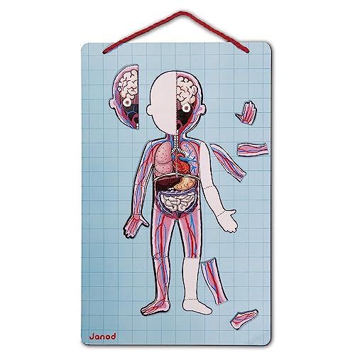 Jeu éducatif sur anatomie humaine Janod avec magnets et carte.