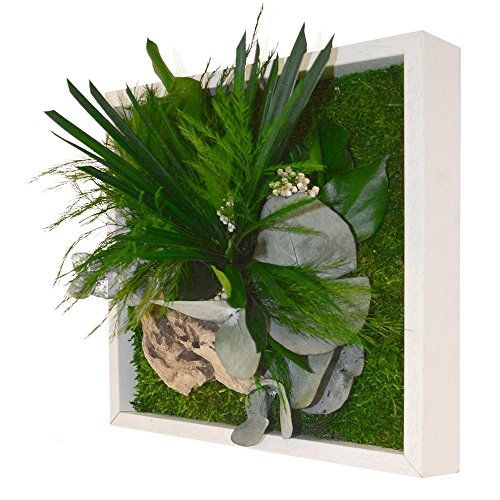 Kit de 3 plantes à semer Planète Plante - 6 cm : Jeux et jouets pour  enfants Planète plante maison - botanic®