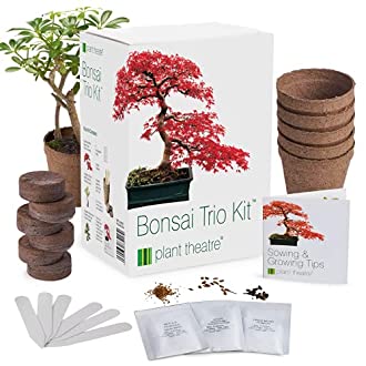 Le kit de cuture à bonsai, une idée cadeau insolite et amusante
