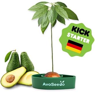 AvoSeedo kit de germination d'avocat pour culture maison facile et écologique, idéal pour jardin intérieur.