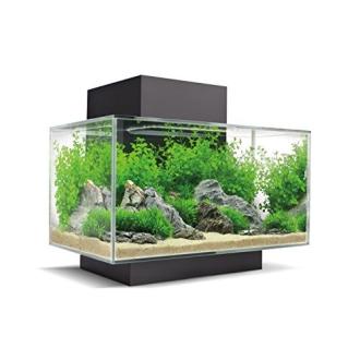 Aquarium Fluval Edge moderne avec éclairage LED et système de filtration pour un habitat aquatique élégant et serein.