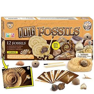 Le coffret de fouilles de fossiles