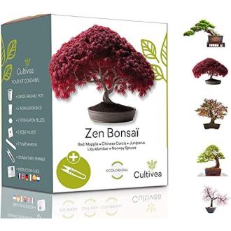 Kit bonsaï Cultivea complet avec pots biodégradables et graines biologiques