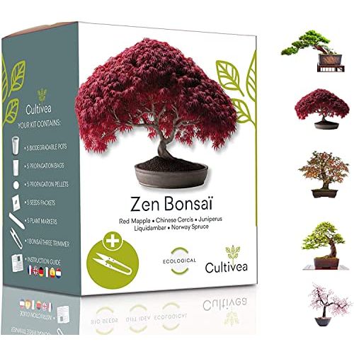 Kit bonsaï Cultivea complet avec pots biodégradables et graines biologiques