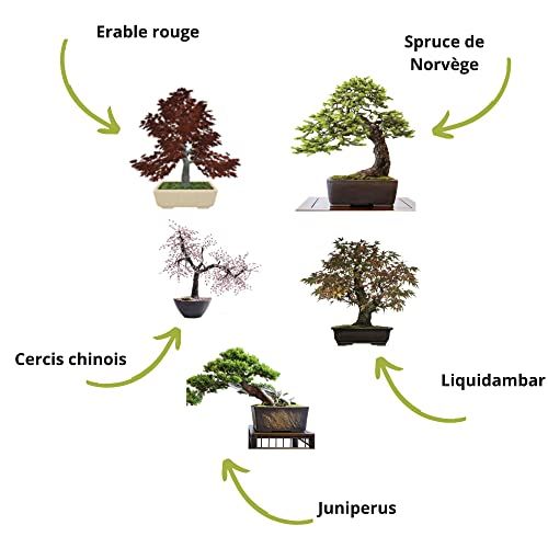 Kit bonsaï Cultivea complet avec pots biodégradables et graines biologiques