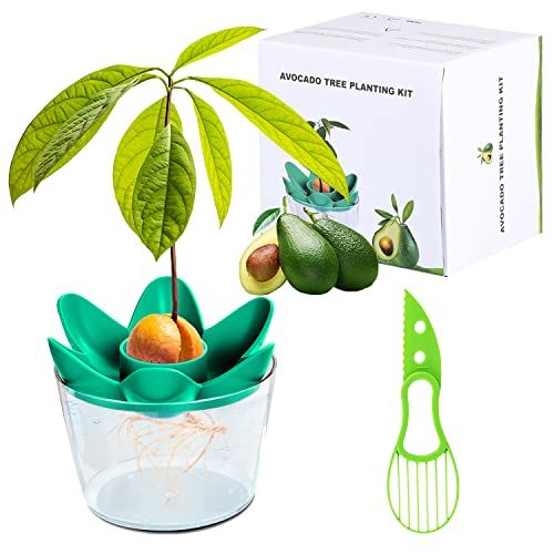 Kit avocatier éducatif pour cultiver un avocat chez soi et embrasser l'écologie.