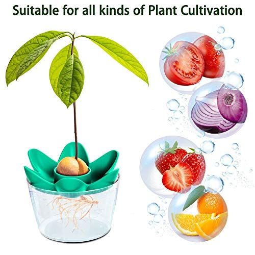 Kit de culture avocatier maison écologique pour jardinage intérieur et éducatif