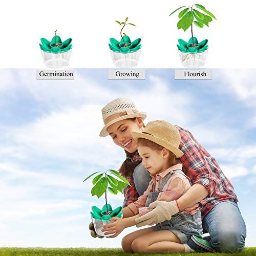 Kit de culture avocatier maison écologique pour jardinage intérieur et éducatif