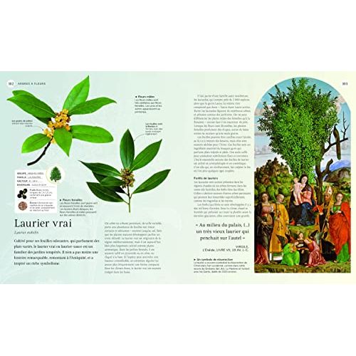 Le Beau Livre des Arbres, exploration visuelle et culturelle des arbres à travers mythes, histoire et sciences, idéal pour passionnés de nature.