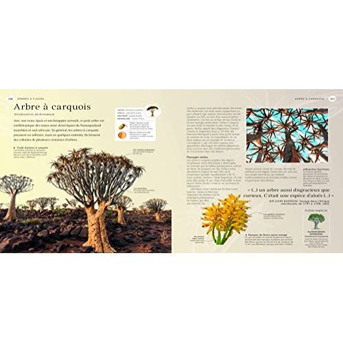 Le Beau Livre des Arbres, exploration visuelle et culturelle des arbres à travers mythes, histoire et sciences, idéal pour passionnés de nature.
