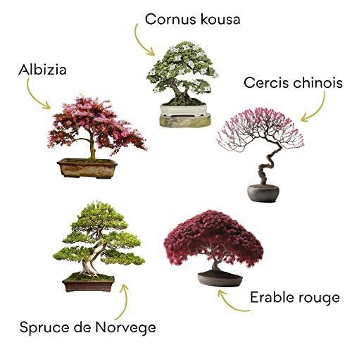 Kit de démarrage Bonsaï Cultivea, cadeau idéal pour amoureux de la nature, créativité en intérieur, plantes, jardinage facile et écologique.