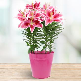 Lys en pot