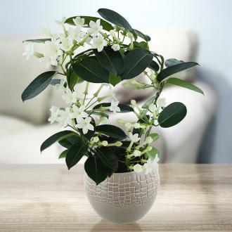 Jasmin de Madagascar