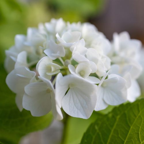 Hortensia blanc vivant en pot, cadeau durable et délicat pour intérieur/extérieur avec floraison annuelle.