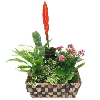 Bromelia en pot vibrant pour cadeau de remerciement livraison rapide