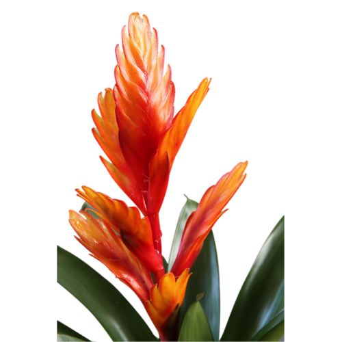 Bromelia en pot vibrant pour cadeau de remerciement livraison rapide