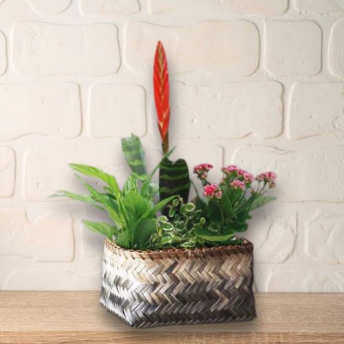 Bromelia en pot vibrant pour cadeau de remerciement livraison rapide