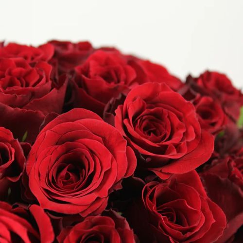 Enorme bouquet de 100 roses rouges, symbole d'amour passionné, de respect et d'admiration. Une déclaration d'amour grandiose et inoubliable.