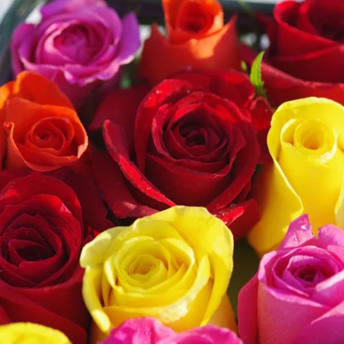 Carré de roses multicolores dans cube plexiglass pour cadeau élégant et original.