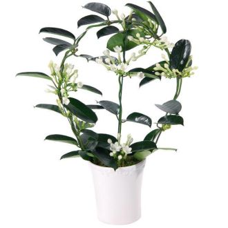 Plante d'intérieur Jasmin de Madagascar avec fleurs blanches étoilées, symbole de chance et pureté.