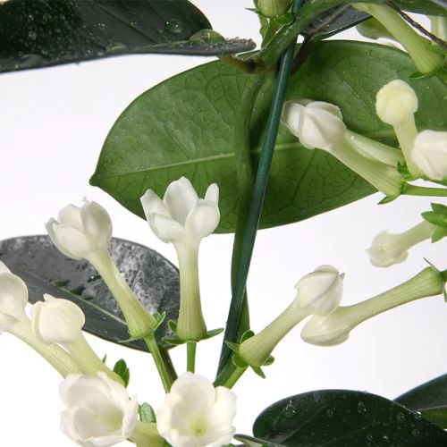 Plante d'intérieur Jasmin de Madagascar avec fleurs blanches étoilées, symbole de chance et pureté.