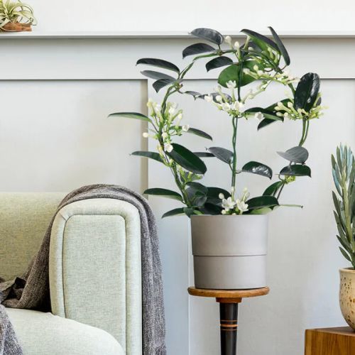 Plante d'intérieur Jasmin de Madagascar avec fleurs blanches étoilées, symbole de chance et pureté.