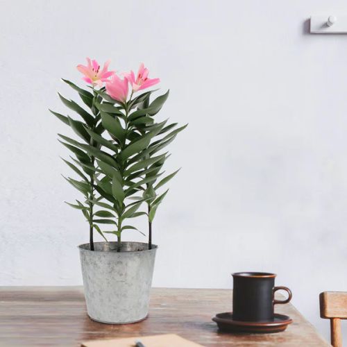 Lys en pot avec cache pot métallique - Idée cadeau élégante pour amateurs de plantes - Durabilité et beauté intemporelle pour tous les intérieurs.