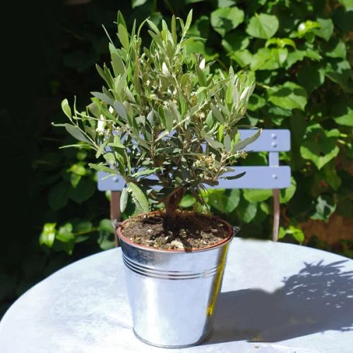Petit olivier en pot décoratif méditerranéen, symbolique de paix et longévité pour intérieur et extérieur.