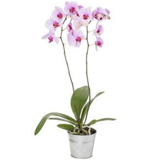 Orchidée Phalaenopsis double rose élégante comme cadeau symbolique d'affection et décoration intérieure raffinée