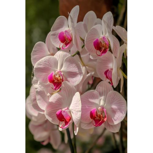 Orchidée Phalaenopsis double rose élégante comme cadeau symbolique d'affection et décoration intérieure raffinée