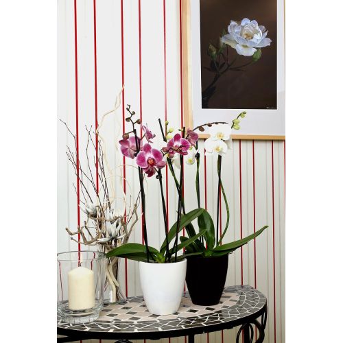 Orchidée Phalaenopsis double rose élégante comme cadeau symbolique d'affection et décoration intérieure raffinée