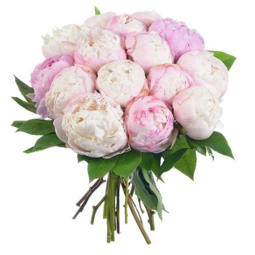 Bouquet de pivoines roses, symbole d'amour, beauté luxueuse et bonheur.