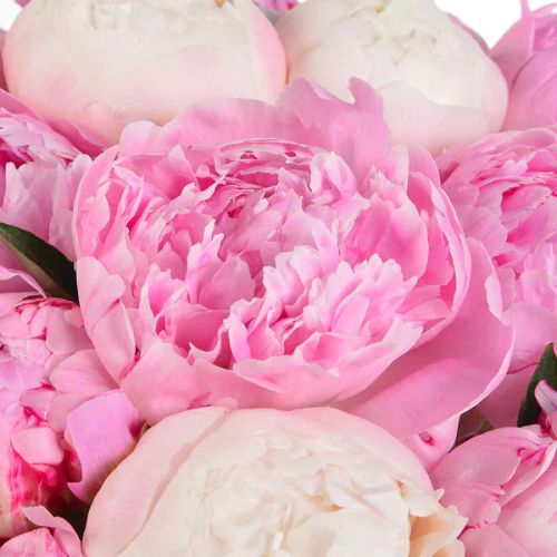 Bouquet de pivoines roses, symbole d'amour, beauté luxueuse et bonheur.