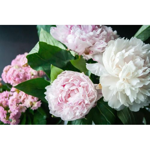Bouquet de pivoines roses, symbole d'amour, beauté luxueuse et bonheur.