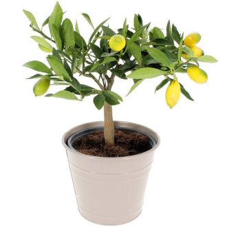 Citronnier en pot de zinc, cadeau méditerranéen symbolique, idéal pour balcons ou terrasses, ajoute couleur et fraîcheur au jardin, évasion visuelle quotidienne.