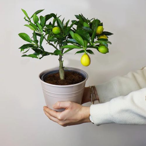 Citronnier en pot de zinc, cadeau méditerranéen symbolique, idéal pour balcons ou terrasses, ajoute couleur et fraîcheur au jardin, évasion visuelle quotidienne.