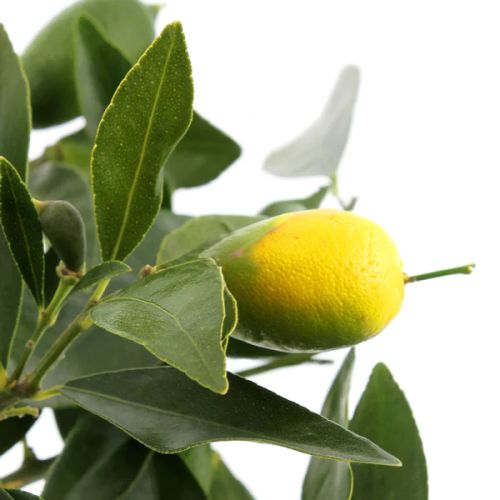 Citronnier en pot de zinc, cadeau méditerranéen symbolique, idéal pour balcons ou terrasses, ajoute couleur et fraîcheur au jardin, évasion visuelle quotidienne.