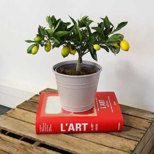 Citronnier en pot de zinc, cadeau méditerranéen symbolique, idéal pour balcons ou terrasses, ajoute couleur et fraîcheur au jardin, évasion visuelle quotidienne.
