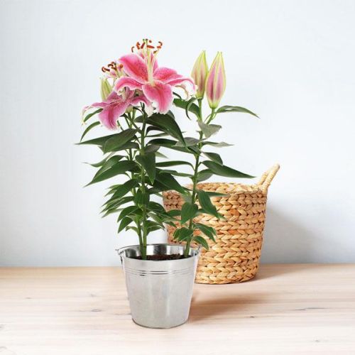 Lys en pot avec cache pot métallique - Idée cadeau élégante pour amateurs de plantes - Durabilité et beauté intemporelle pour tous les intérieurs.