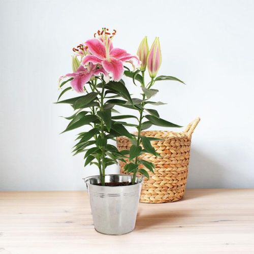 Lys en pot blanc et rose pour intérieur et extérieur, à replanter en plein terre à l'automne