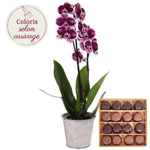 Phalaenopsis