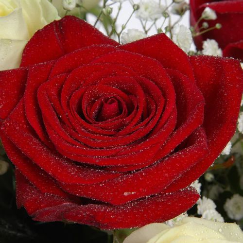 Bouquet de roses rouges et blanches - haute qualité, romantique et symbolique, cadeau idéal pour exprimer vos sentiments.