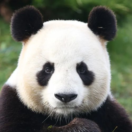 Billet pour le zoo, idée cadeau originale pour enfants; découverte d'animaux, moments magiques, aventure fascinante, apprentissage ludique et souvenirs inoubliables.
