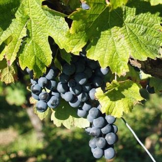 Expérience de parrainage de pied de vigne pour cadeau viticole unique.