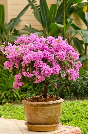 planter un bougainvilliers en pot