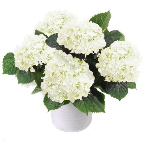 Hortensia en pot luxuriant parfait pour zones ombragées